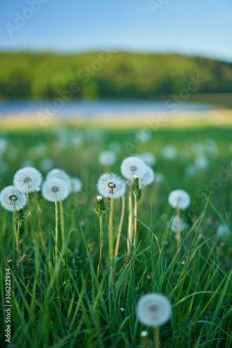 Obraz na płótnie dandelion flower in the soil, natural environment, lake in the background w salonie