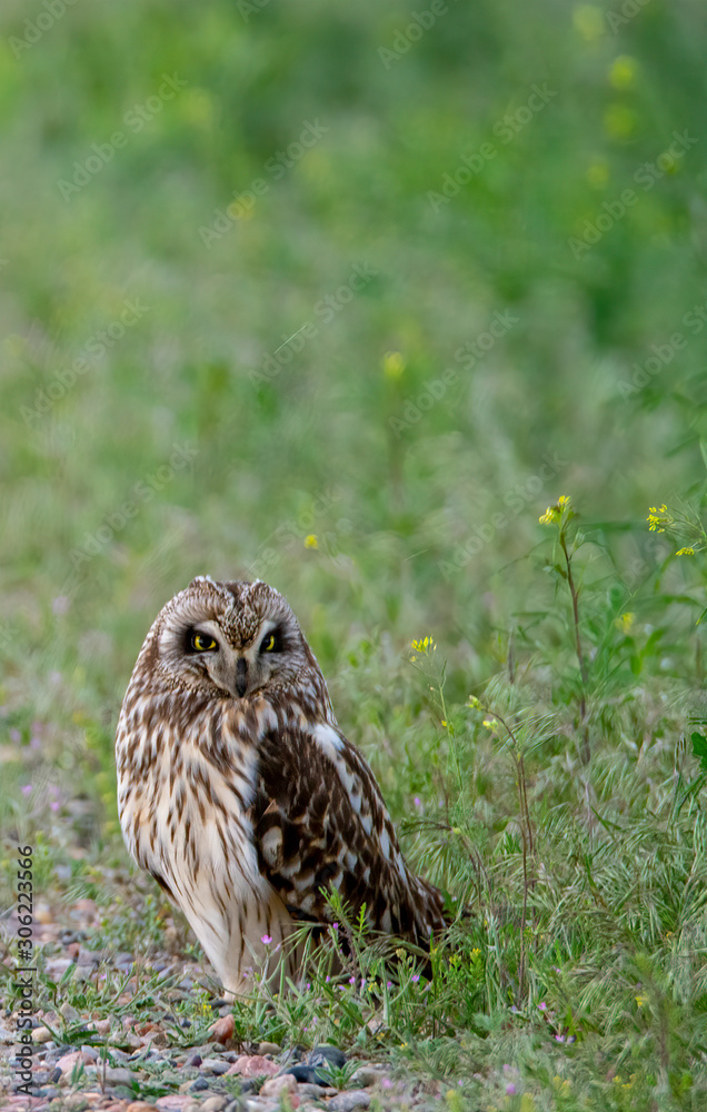 Short eared owl at Camus Wildlife Refuge Short eared owl at Camus Wildlife Refuge