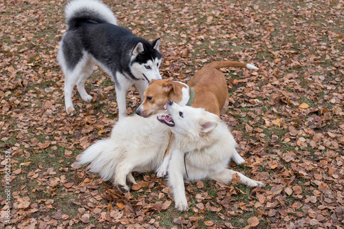 Cute siberian husky and two multibred dogs are playing in the autumn park. photo