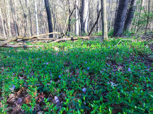 Fototapeta Naklejka Na Ścianę i Meble -  bluebells in the forest