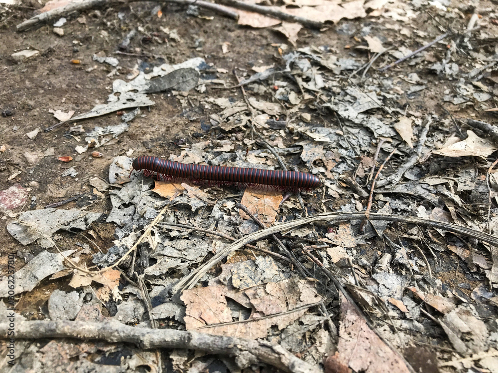 insect on a forest path