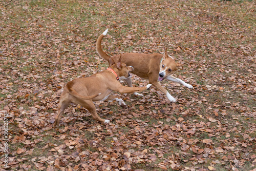 Cute american staffordshire terrier puppy and multibred dog are playing in the autumn park. Pet animals. photo