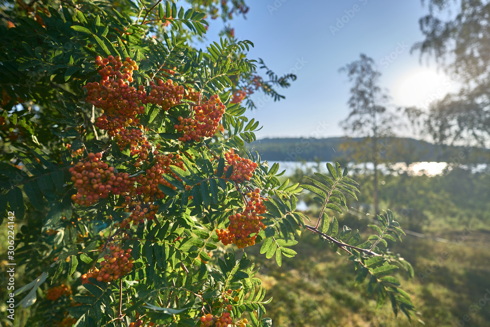 Beautiful tree with orange,red berries in a sunnyday