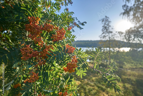 Beautiful tree with orange,red berries in a sunnyday