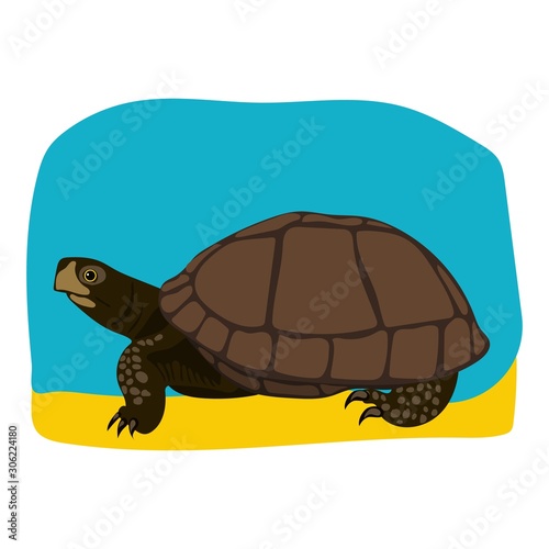 Turtle vector on white background