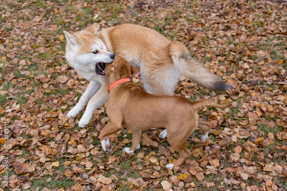 American staffordshire terrier puppy and akita inu puppy are playing in the autumn park. Pet animals. American staffordshire terrier puppy and akita inu puppy are playing in the autumn park. Pet animals.