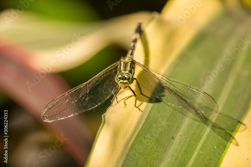 Tiger Dragonfly Sitting on the leaf © MdArifur