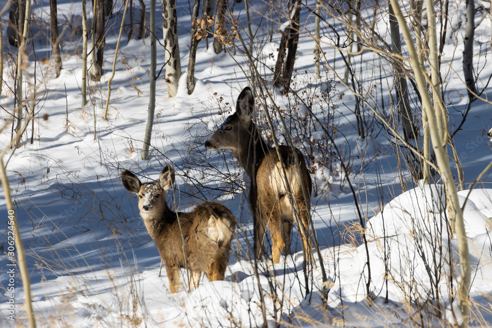 Fiisky Herd of Mule Deer in the Snow Fiisky Herd of Mule Deer in the Snow