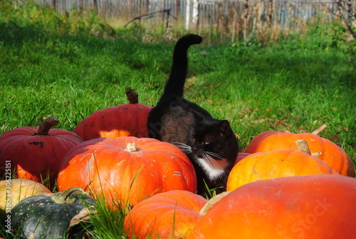 pumpkins and cat