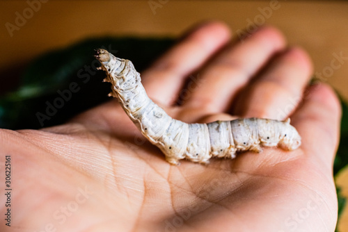Photos Bombyx mori, silkworm, on the palm of a person's hand.