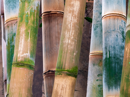 Japanese Bamboo Forest in close up view