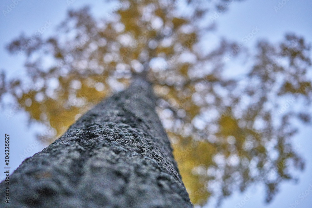 Picture of a tree, view from the bottom to upper orange leaves. Autumn