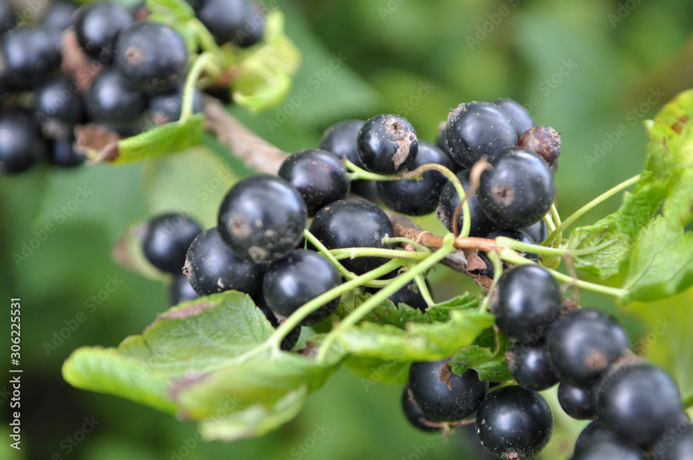 On the bush berries are ripe currant. On the bush berries are ripe currant.