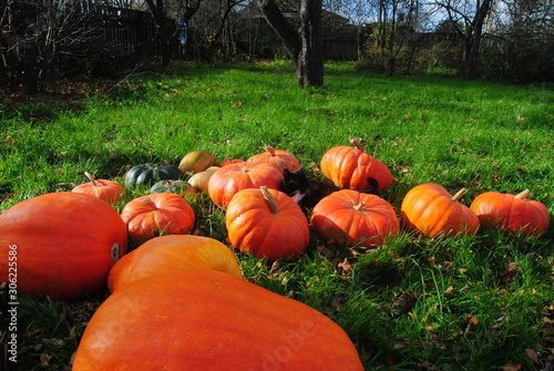 pumpkins and cat on grass