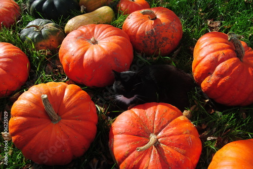 pumpkins and cat on grass