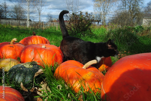 pumpkins and cat on grass