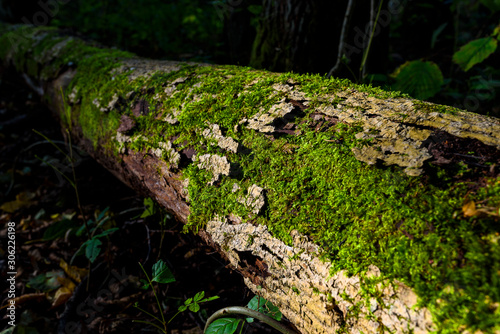 Fallen tree in forest. Covered by green moss. Old trunk lit by sun light.