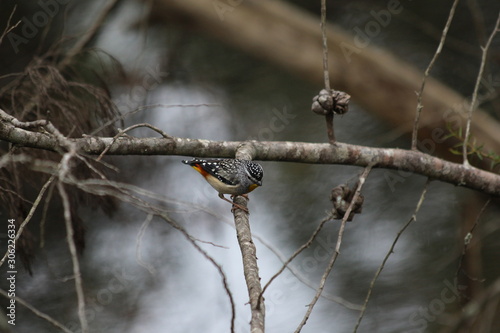 Pardalote pointillé