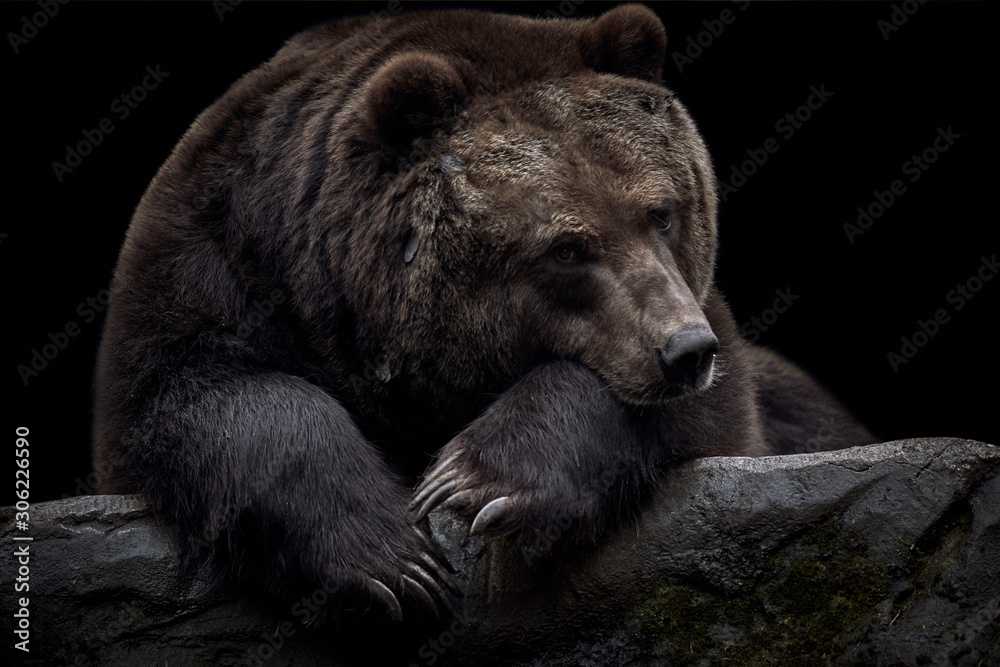 Fotobehang Beer Close-up van een bruine Kamtsjatka-beer (Ursus arctos beringianus) liggend op een rots en geïsoleerd op een donkere zwarte achtergrond #306226590
