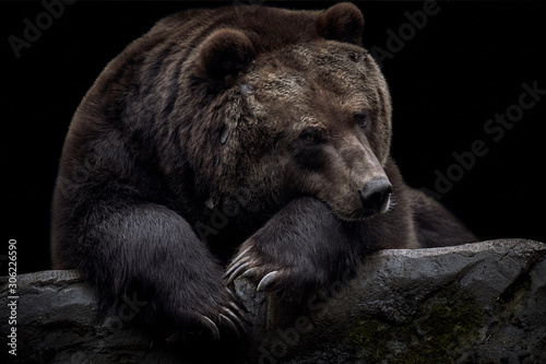 Close-up of a brown Kamchatka bear (Ursus arctos beringianus) lying on a rock and isolated on a dark black background photo