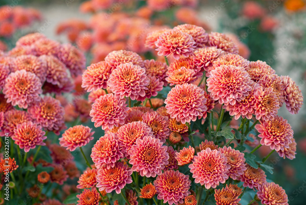 Beautiful orange chrysanthemum in green leaves. Bush of colorful  chrysanthemums. Garden plants. Stock Photo | Adobe Stock