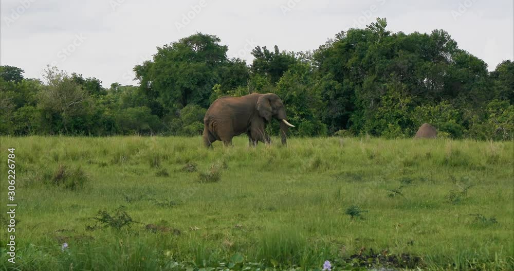 An elephant moving through the fresh green marshland of Murchison Falls National Park in Uganda. An elephant moving through the fresh green marshland of Murchison Falls National Park in Uganda.