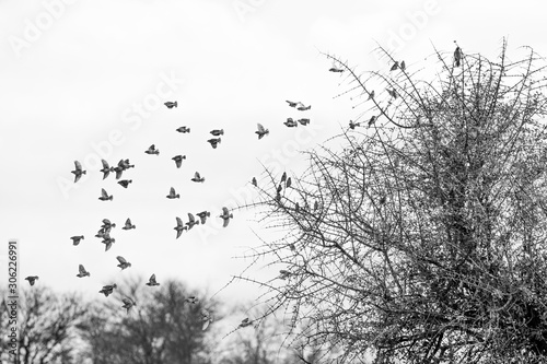 Birds flying in the Klaserie Nature Reserve, South Africa while on safari