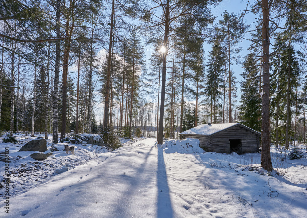 Incredible winter landscape, forest with little hut.