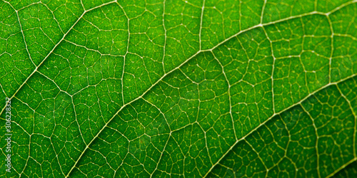 Green leaf with structure, macro