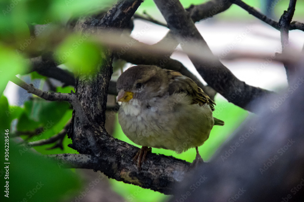 sparrow sitting tree branch close up sparrow sitting tree branch close up