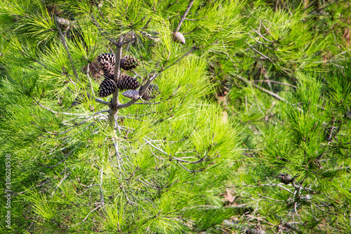 pine cones in the dense branches of trees
