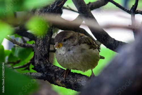 sparrow sitting tree branch close up