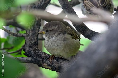 sparrow sitting tree branch close up