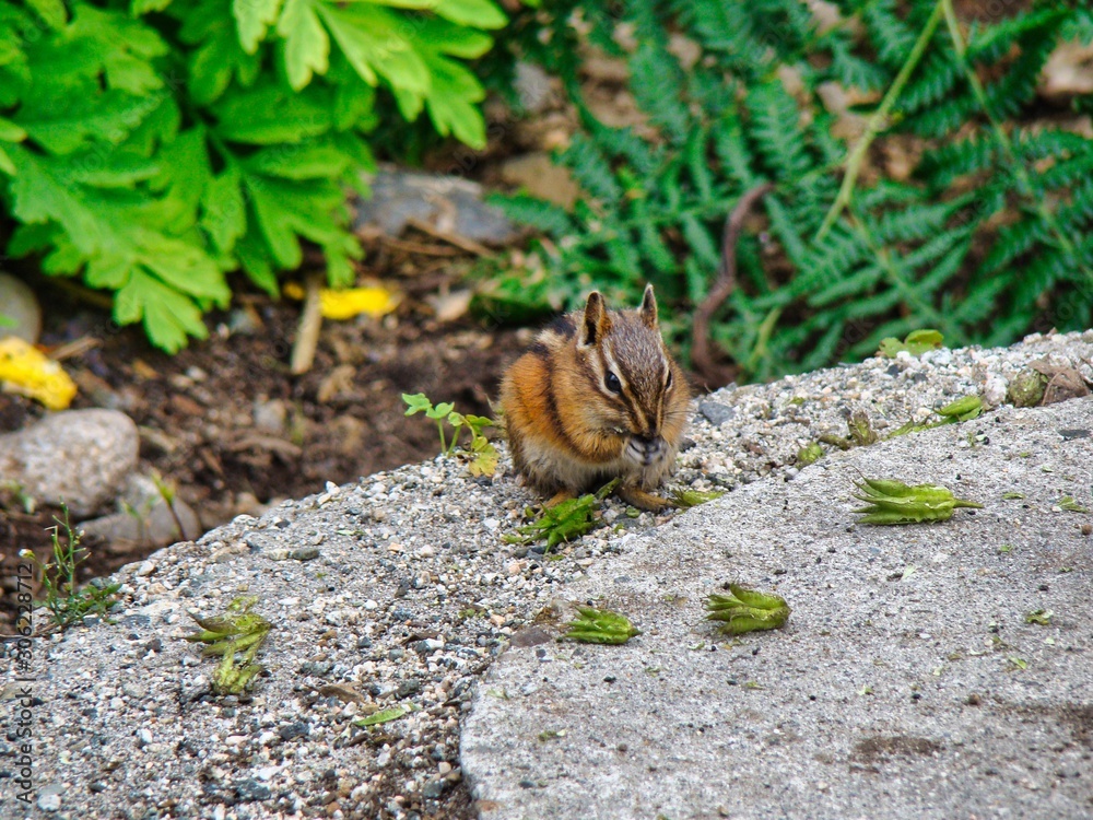 Obraz premium ardilla comiendo en el bosque