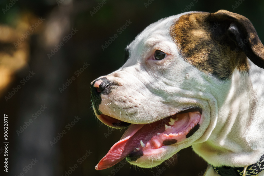 American Bulldog head, looking sideways, closeup