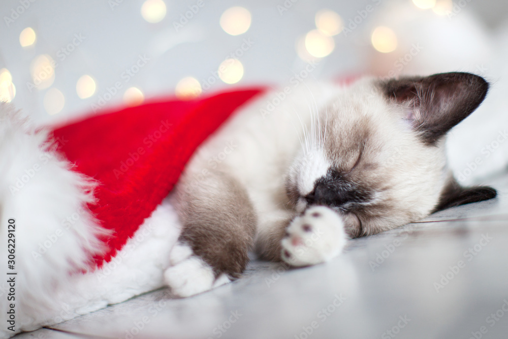 custom made wallpaper toronto digitalKitten sleep in christmas hat