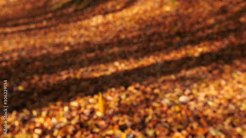 Foliage falling to the ground, slow motion Foliage falling to the ground, slow motion