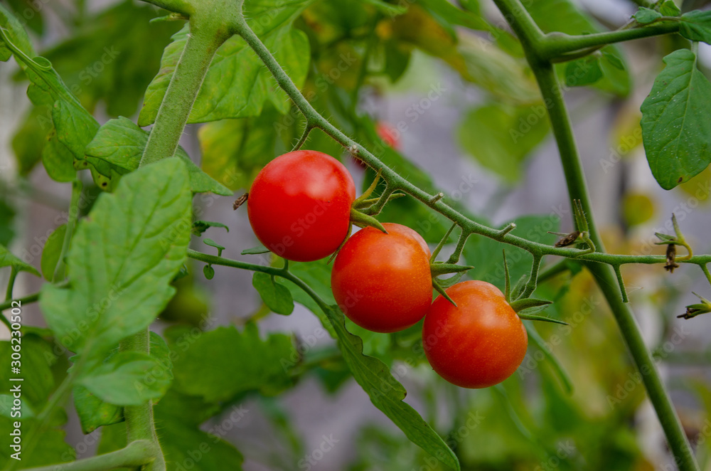 small red tomatoes