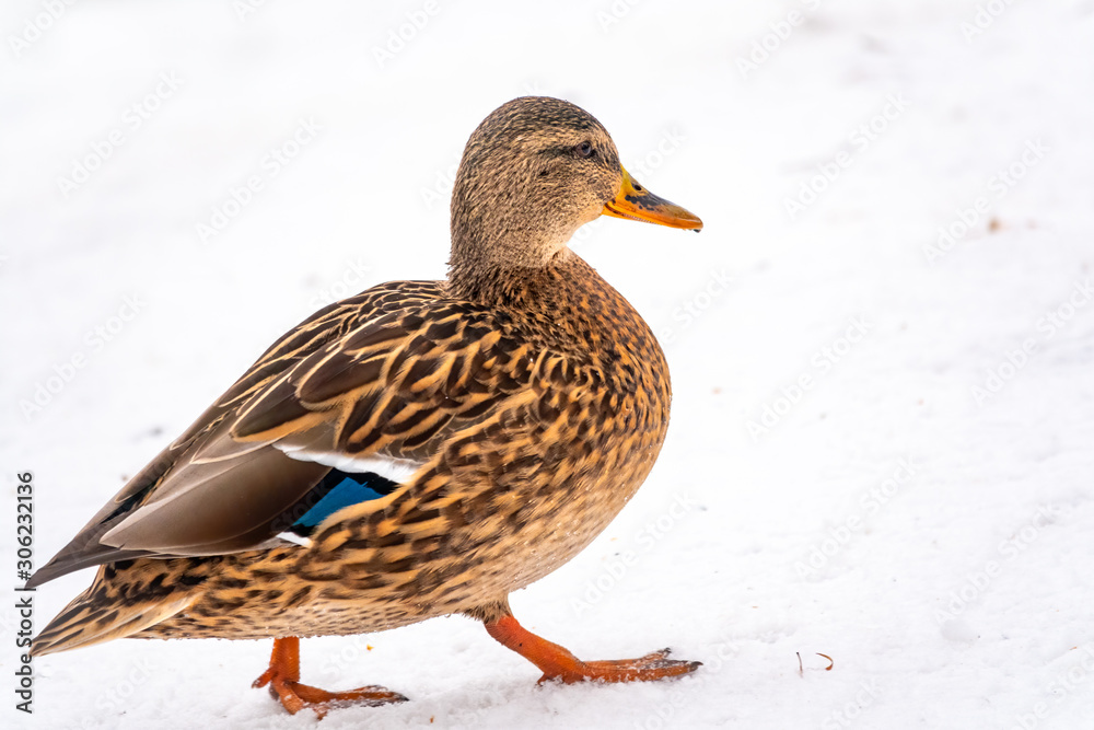 Female duck walks in the snow Female duck walks in the snow