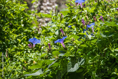 Purple blue flowers 2 photo