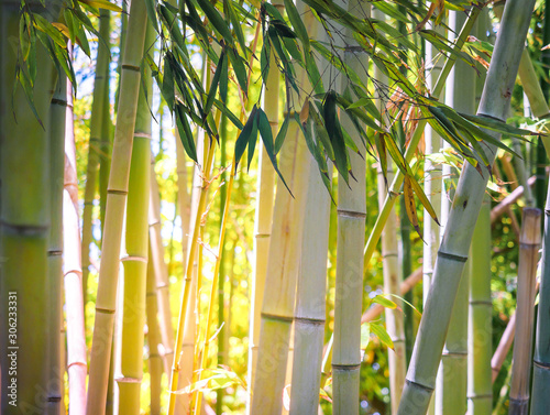 Jungle with green bamboo