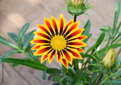 Red yellow gazania flowers in the garden