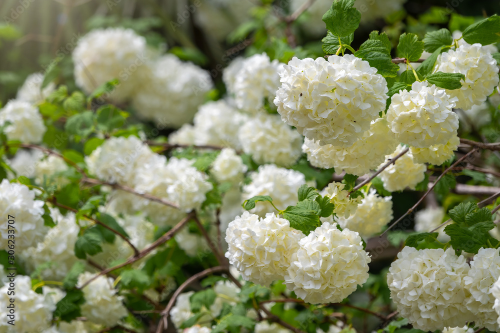 Lush white flowers of viburnum roseum. Lush white flowers of viburnum roseum.