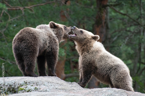 Brown bears playing at zoo
