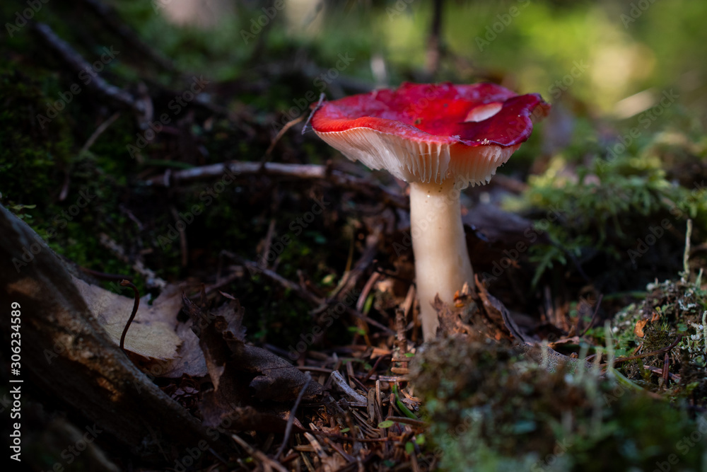 Mushroom Mushroom