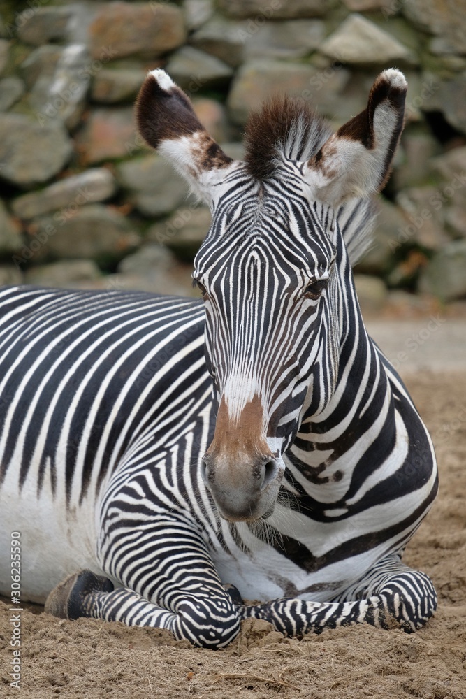 Naklejka premium zebra in the zoo