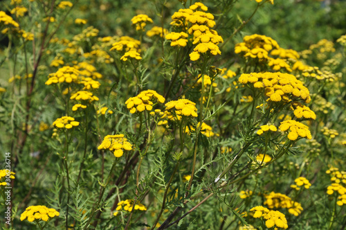 Tansy ordinary blooms in the wild