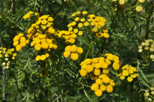 Tansy ordinary blooms in the wild