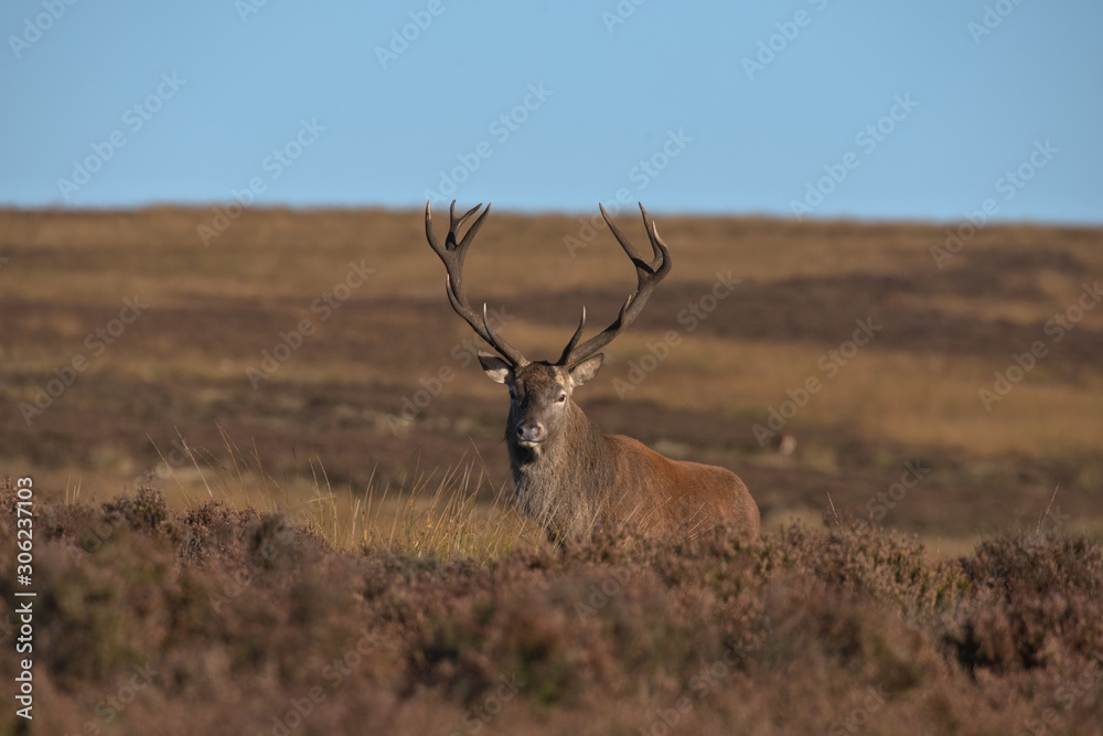 Fototapeta premium Cervus elaphus , Red deer stag in the Peak district