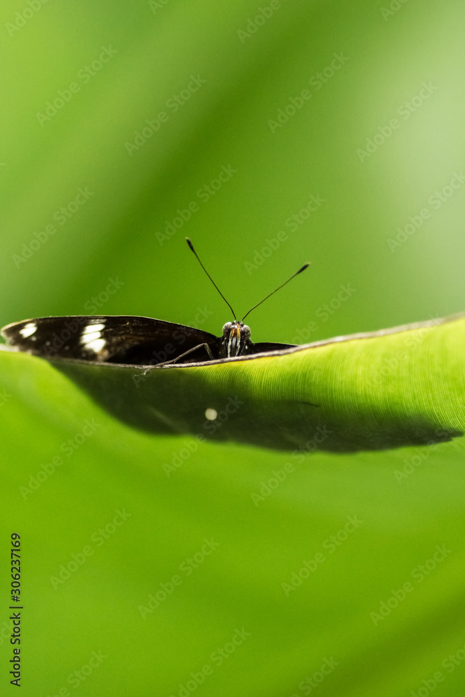 Schmetterling versteckt sich hinter einem Blatt Schmetterling versteckt sich hinter einem Blatt